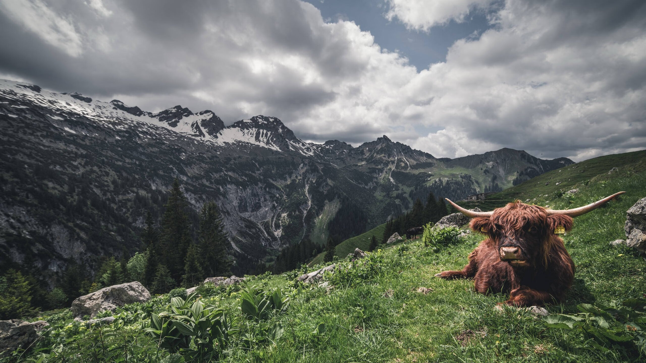 赛制全解读：德国队如何驾驭国际乒联混合团体世界杯挑战，德国队乒乓球团体赛