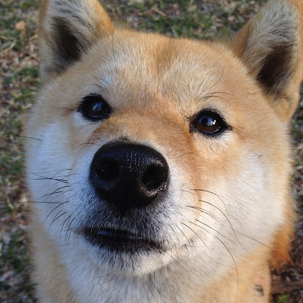 C罗强势反弹世界杯，c罗踢2022世界杯吗