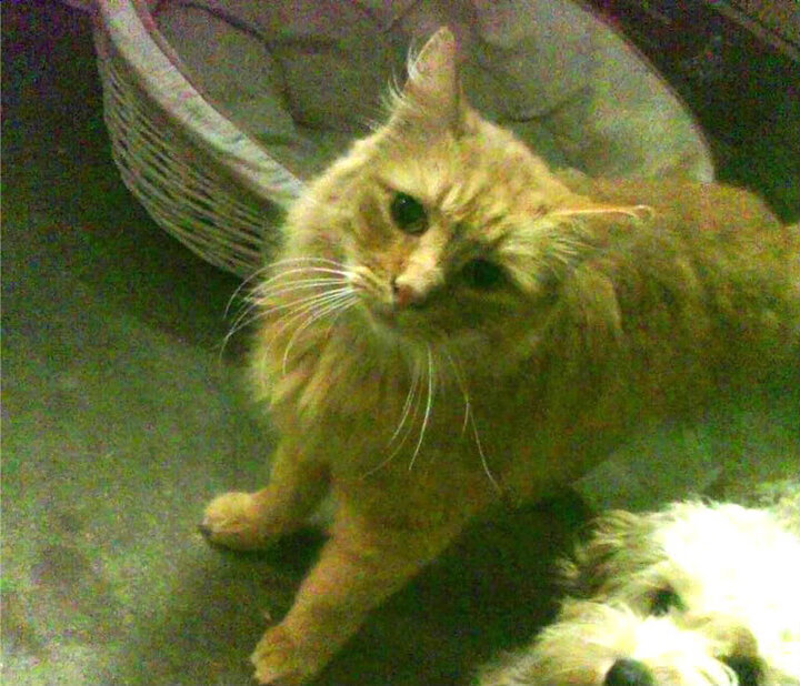 五大联赛是否提升边后卫战术决策自由度,边后卫类型